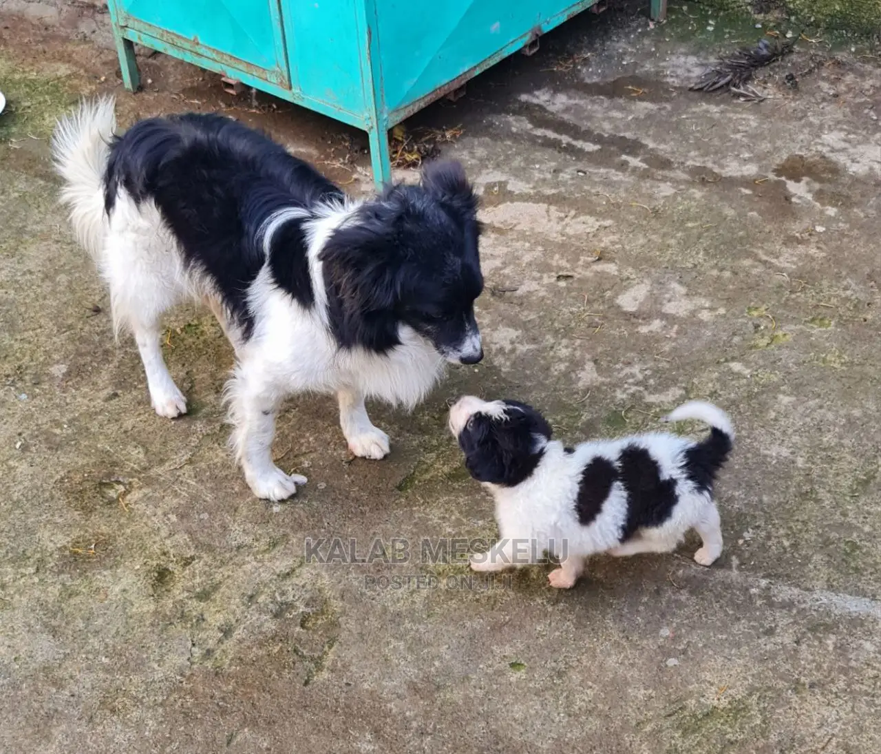 1-3 Months Male Purebred Dog