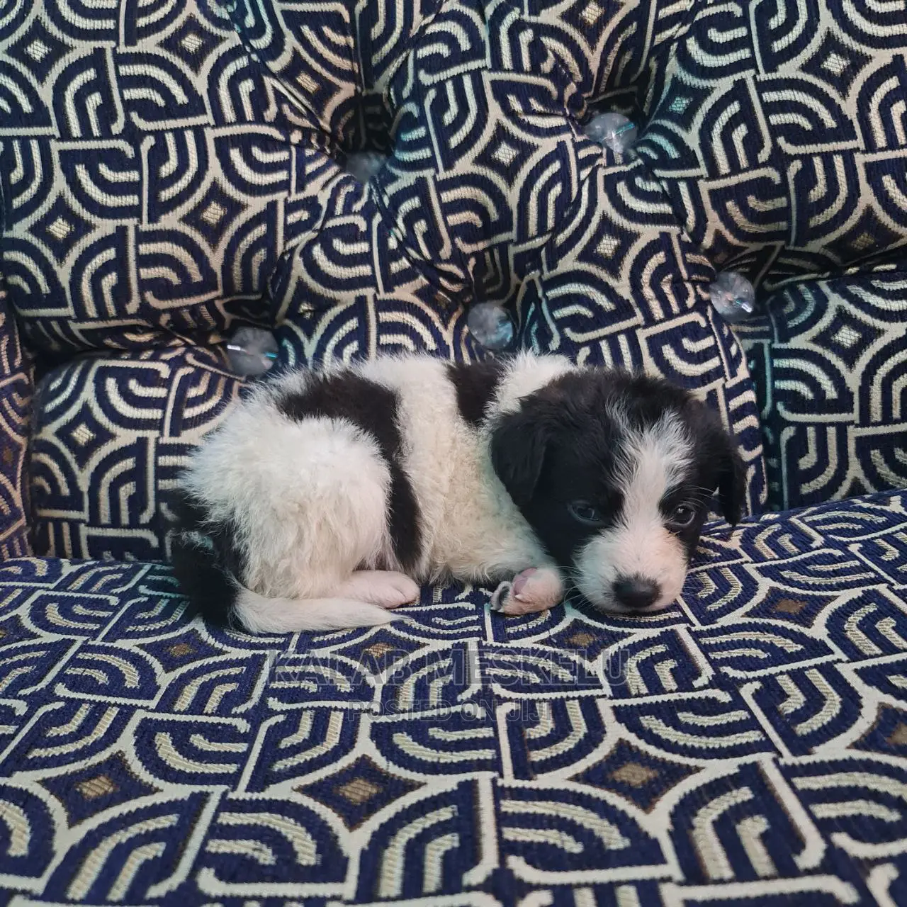 1-3 Months Male Purebred Dog