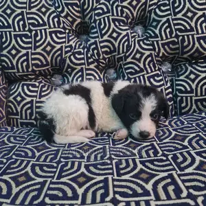 1-3 Months Male Purebred Dog