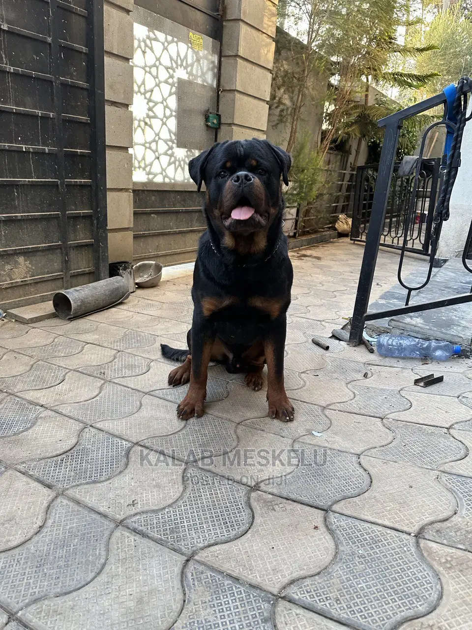 1-3 months Male Purebred Rottweiler