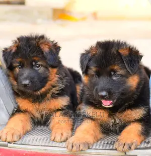 1-3 Months Female Purebred German Shepherd