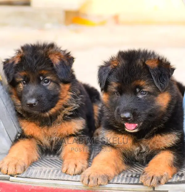 1-3 Months Female Purebred German Shepherd