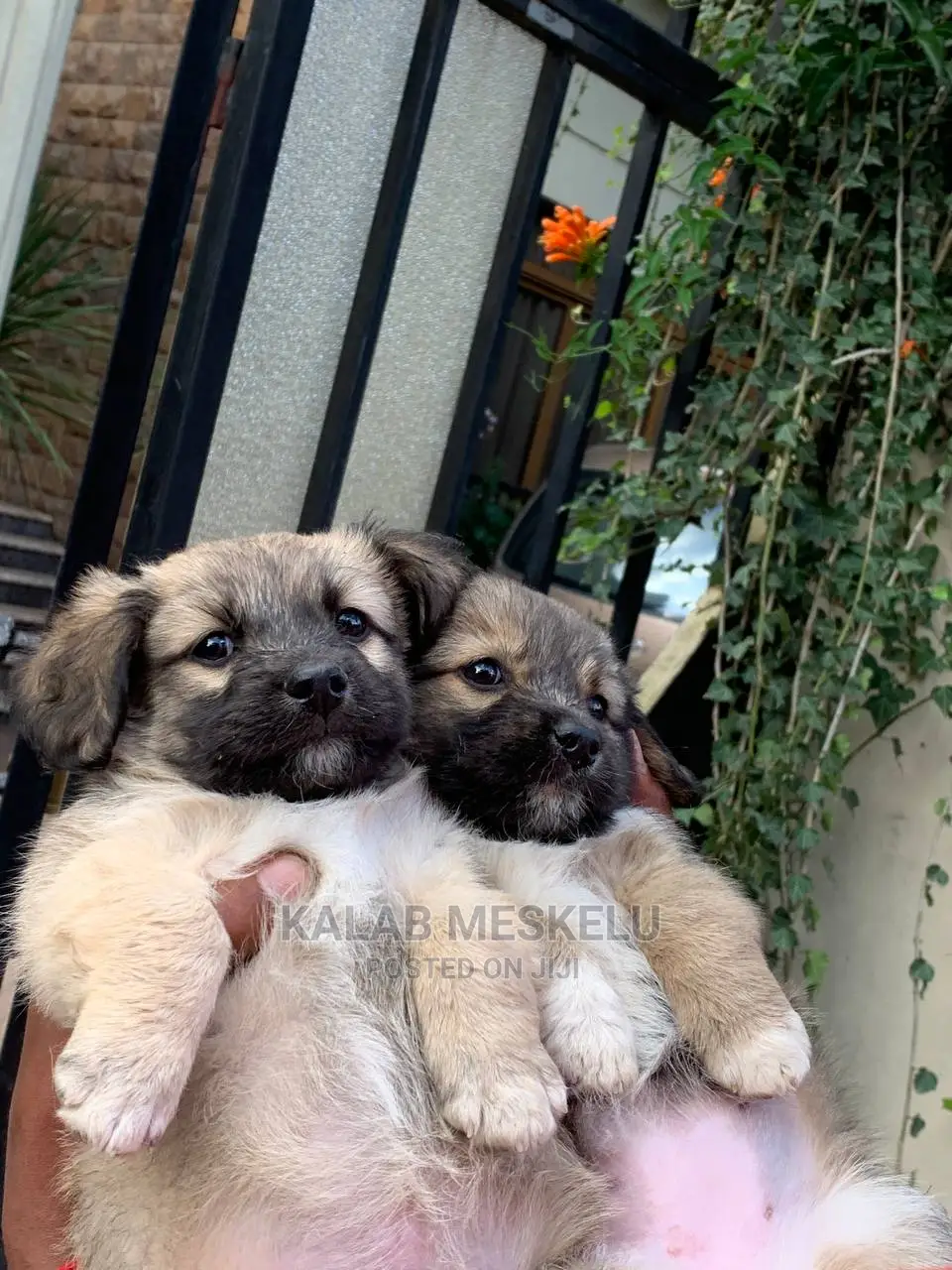 1-3 Months Male Purebred Havanese
