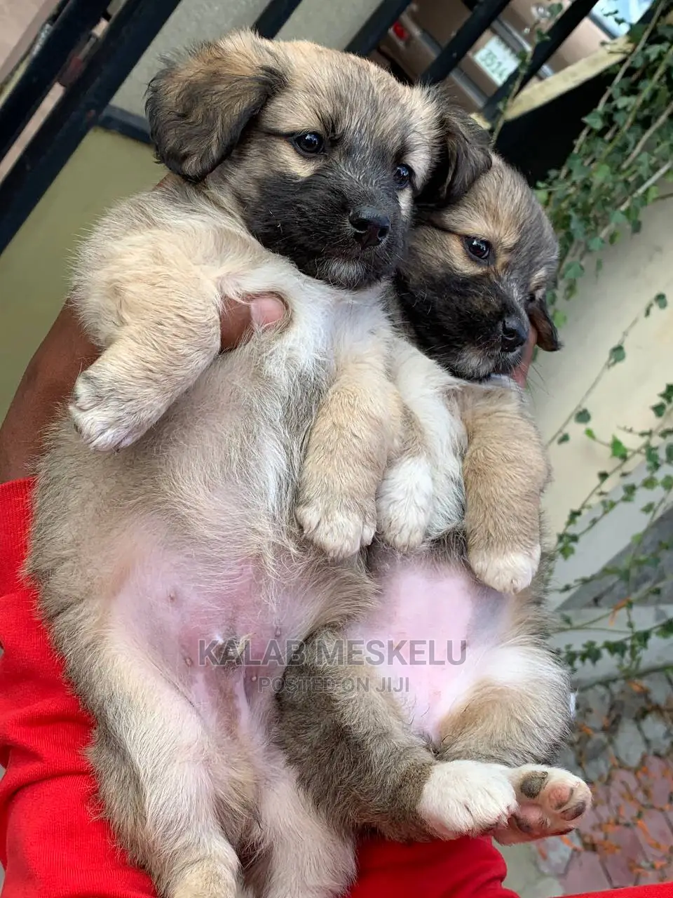 1-3 Months Male Purebred Havanese