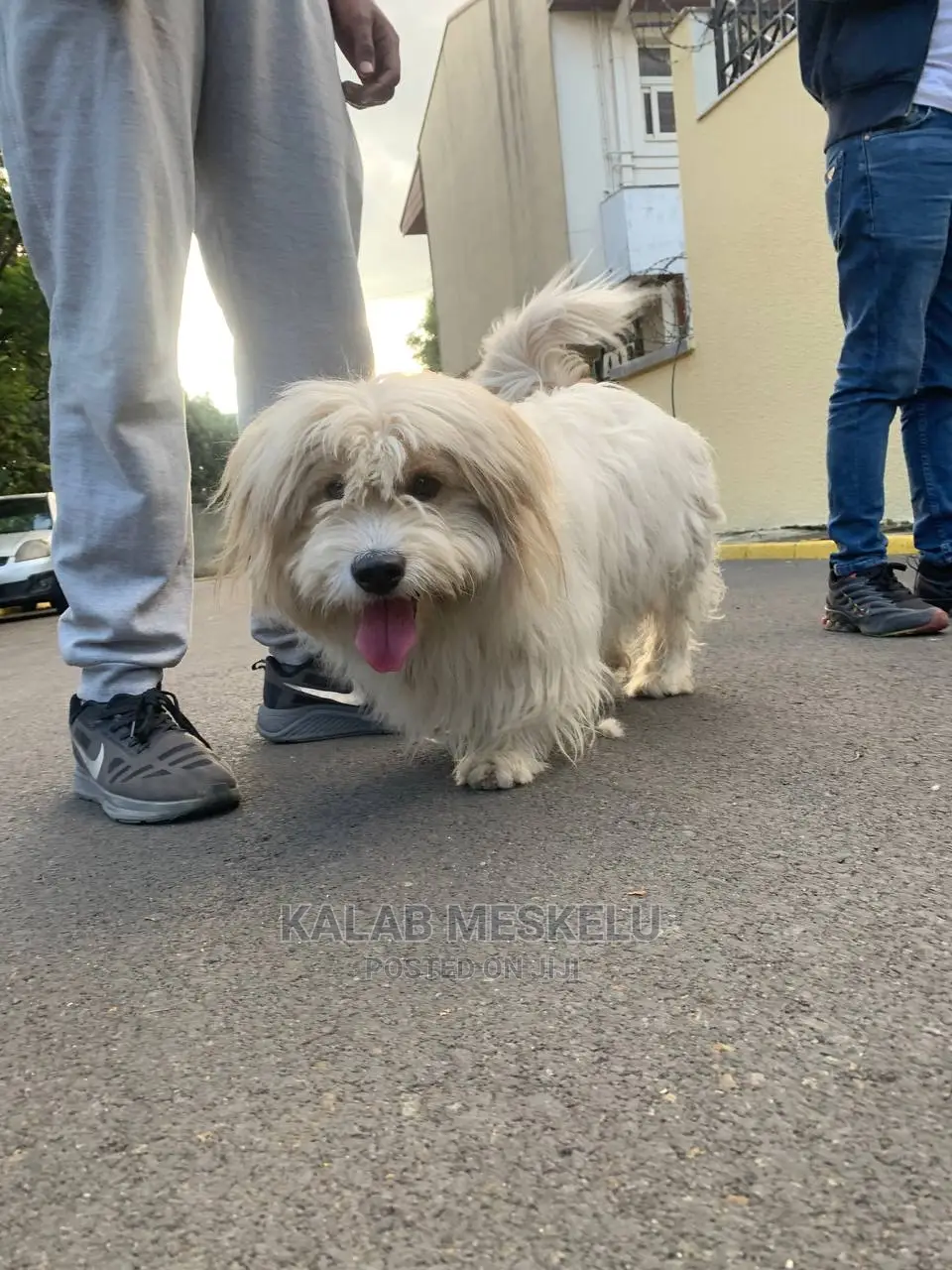 1-3 Months Male Purebred Havanese