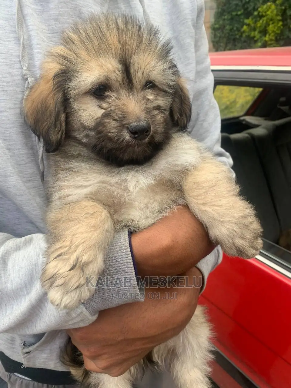 1-3 Months Female Purebred Havanese