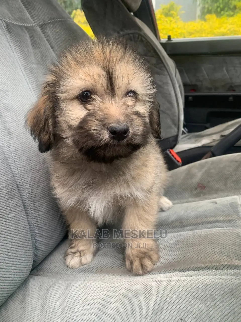1-3 Months Female Purebred Havanese