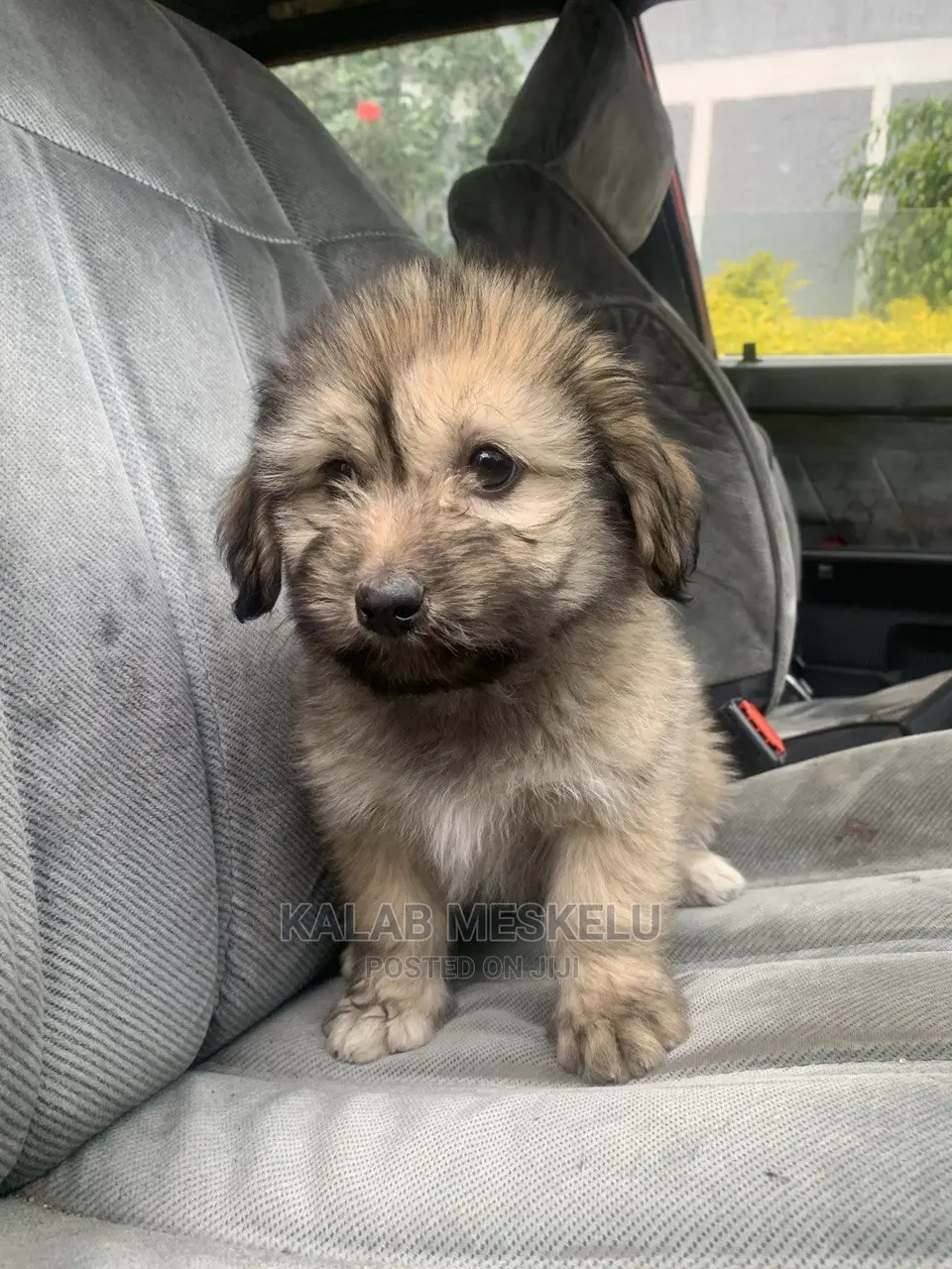 1-3 Months Female Purebred Havanese