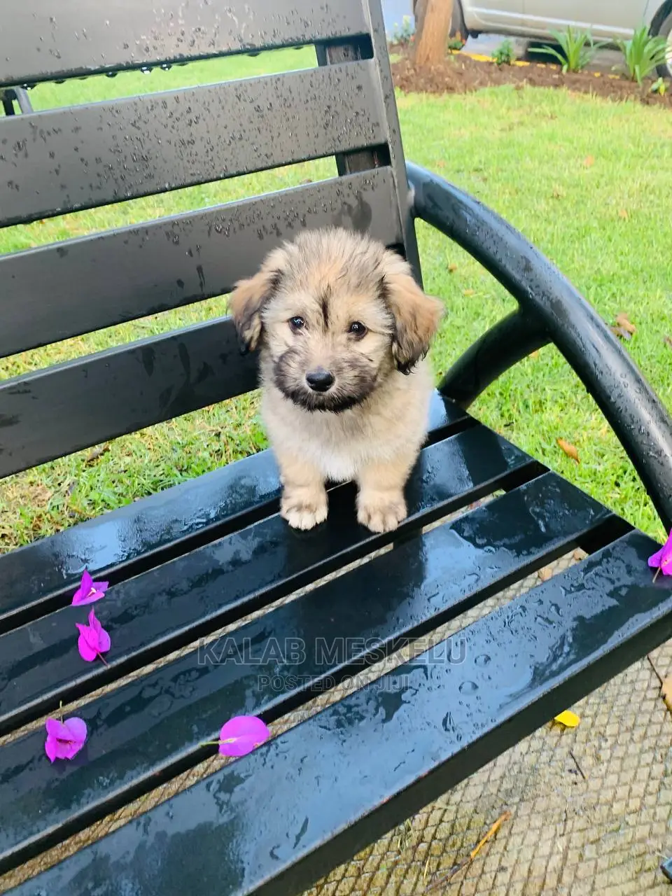 1-3 Months Female Purebred Havanese
