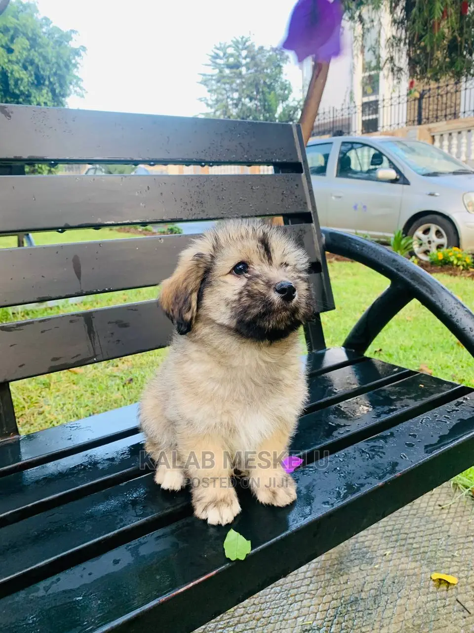 1-3 Months Female Purebred Havanese