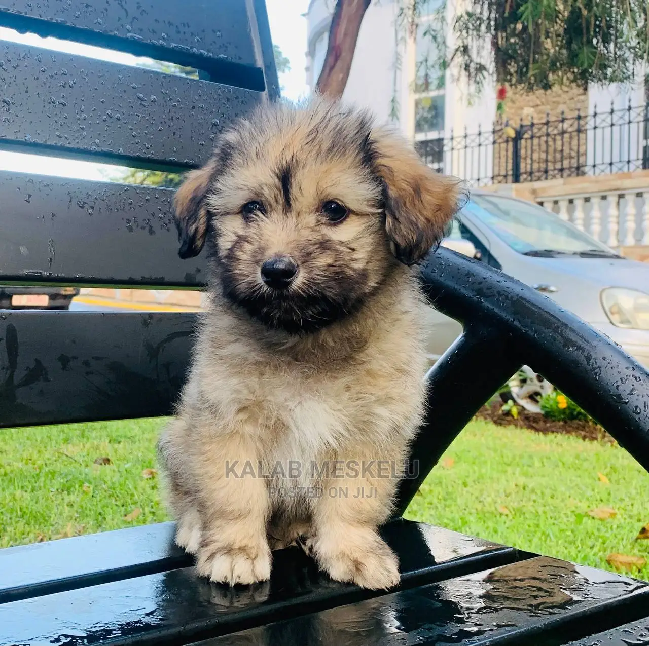 1-3 Months Female Purebred Havanese