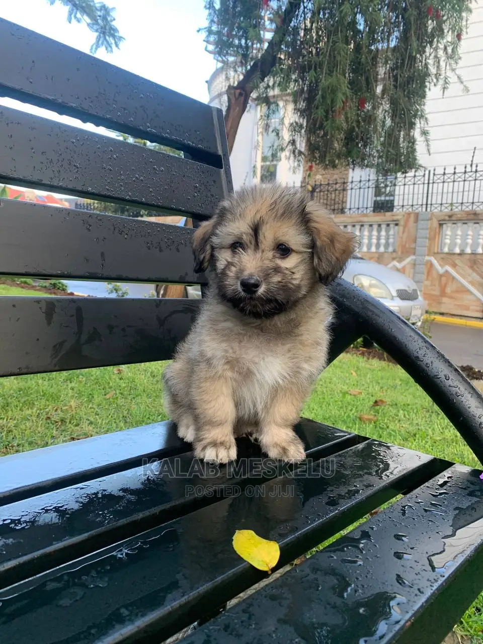 1-3 Months Female Purebred Havanese