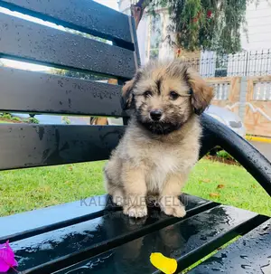 1-3 Months Female Purebred Havanese