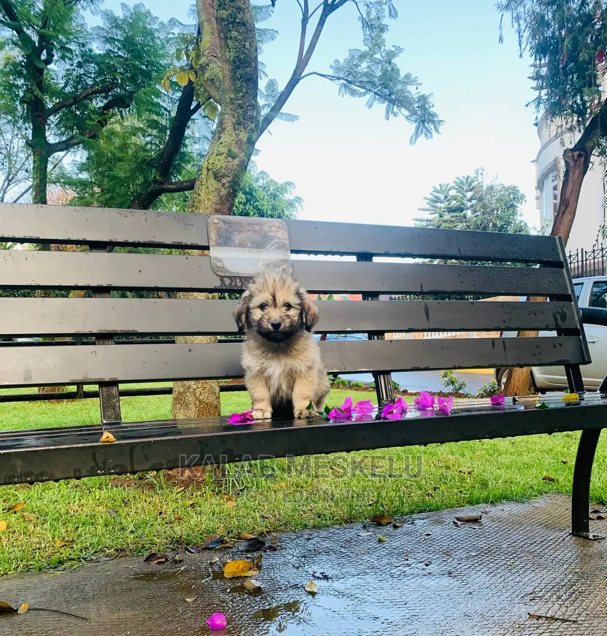 1-3 Months Female Purebred Havanese