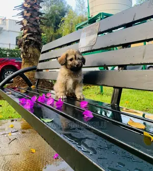 1-3 Months Female Purebred Havanese