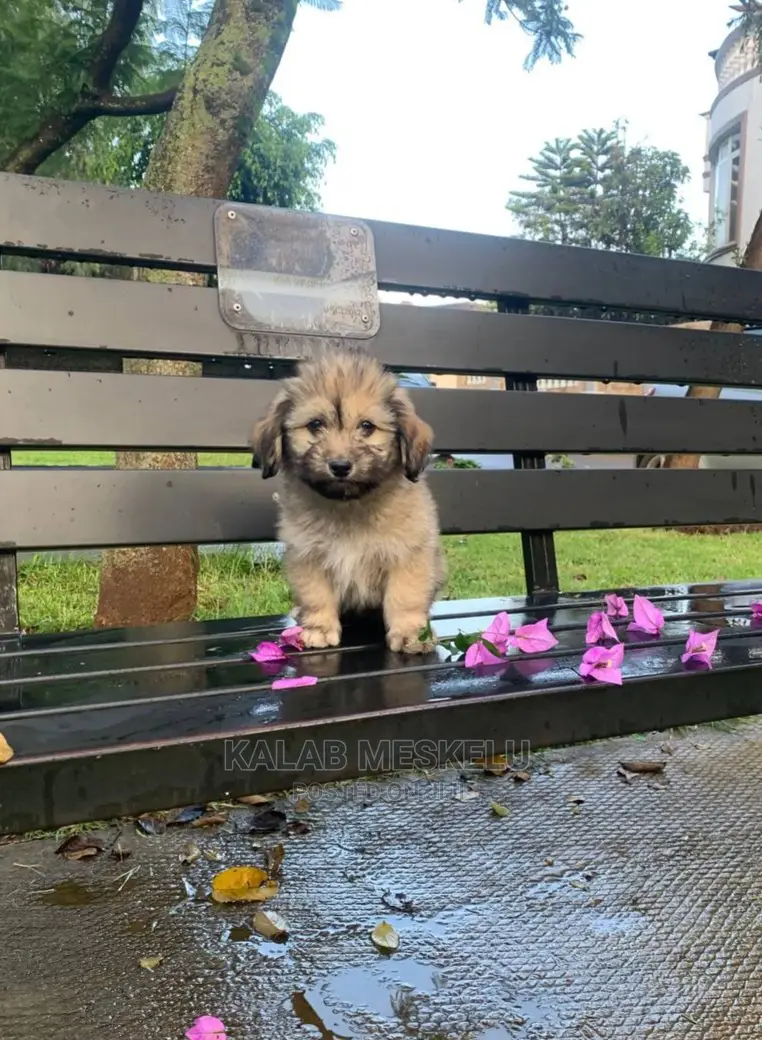 1-3 Months Female Purebred Havanese