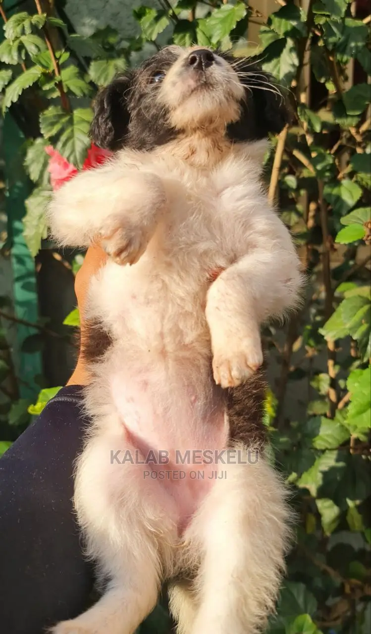 1-3 Months Female Purebred Dog