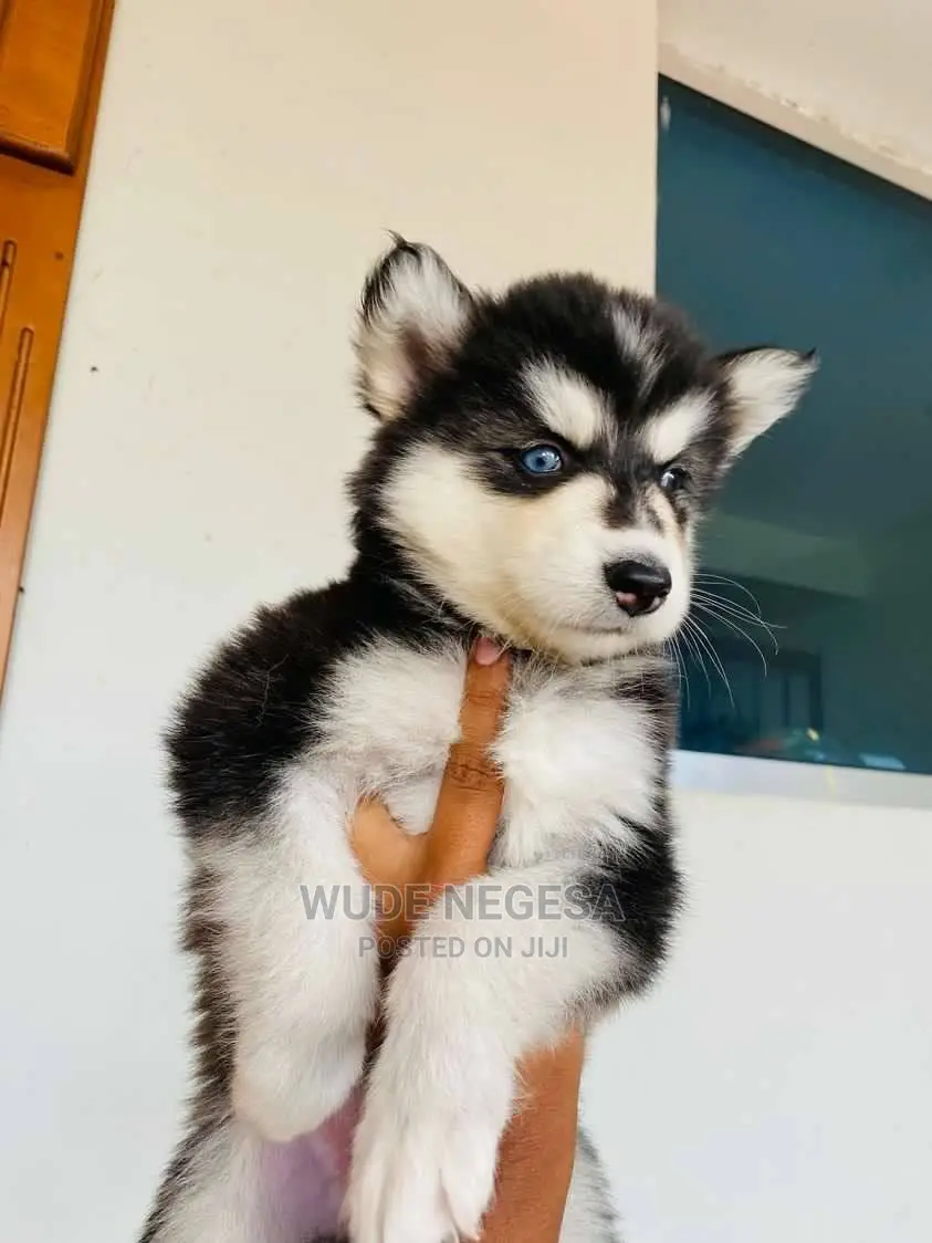 1-3 months Male Purebred Siberian Husky