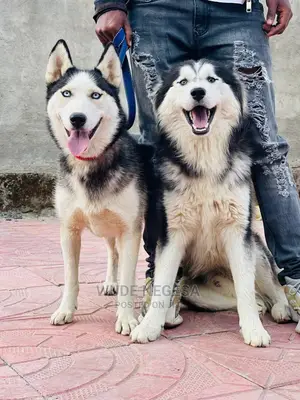 1-3 months Male Purebred Siberian Husky