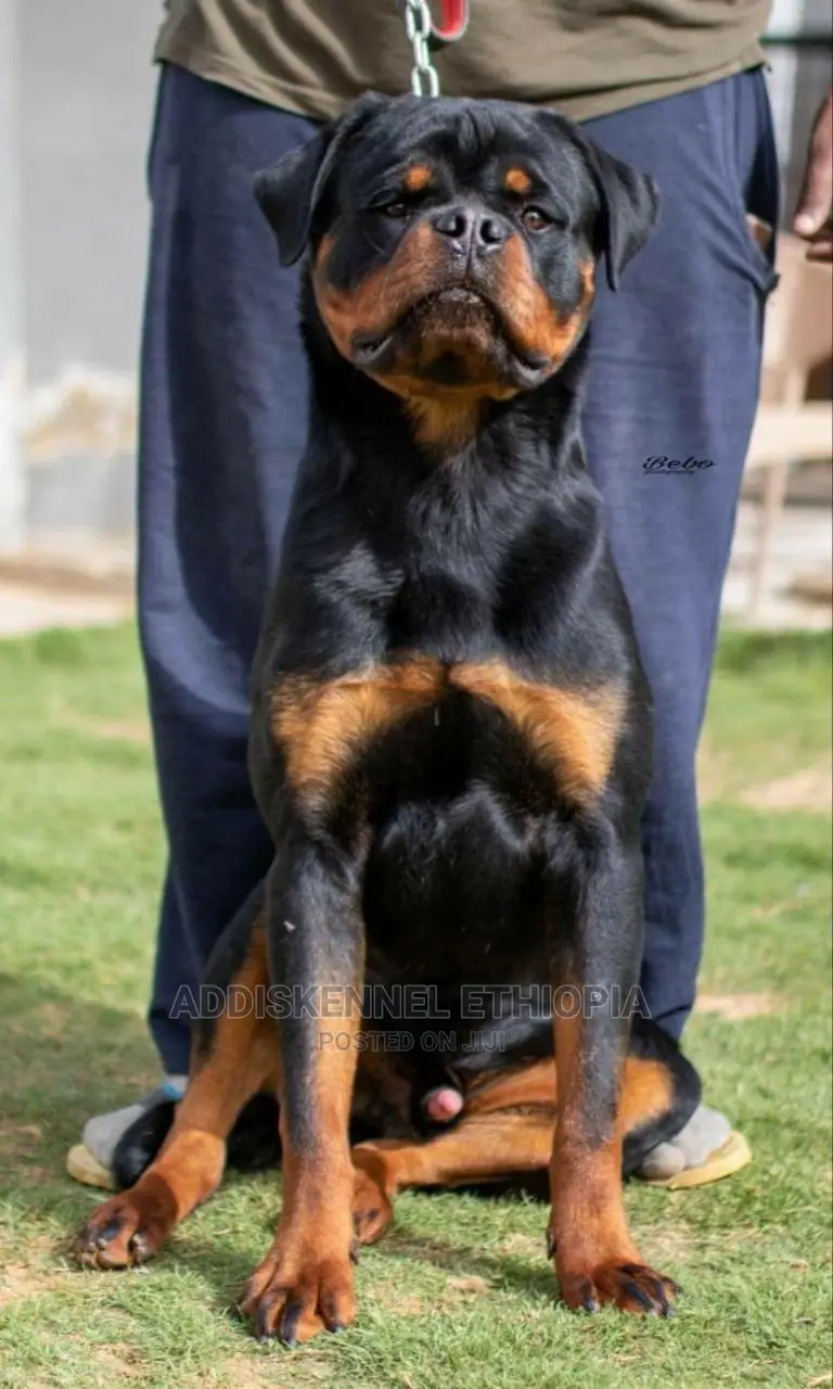1-3 Months Male Purebred Rottweiler