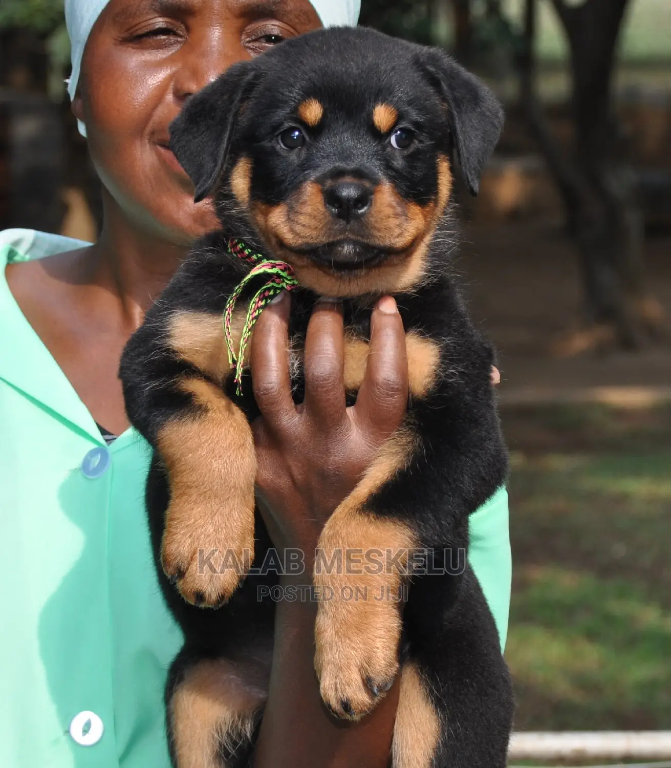 1-3 Months Male Purebred Rottweiler