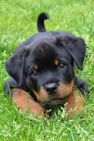 1-3 Months Male Purebred Rottweiler
