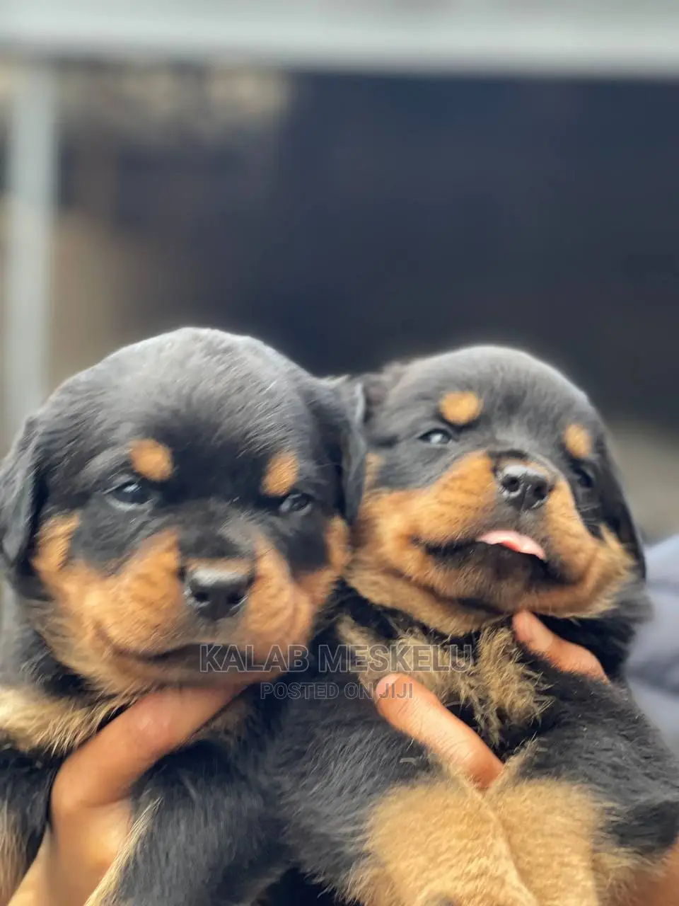 1-3 Months Male Purebred Rottweiler