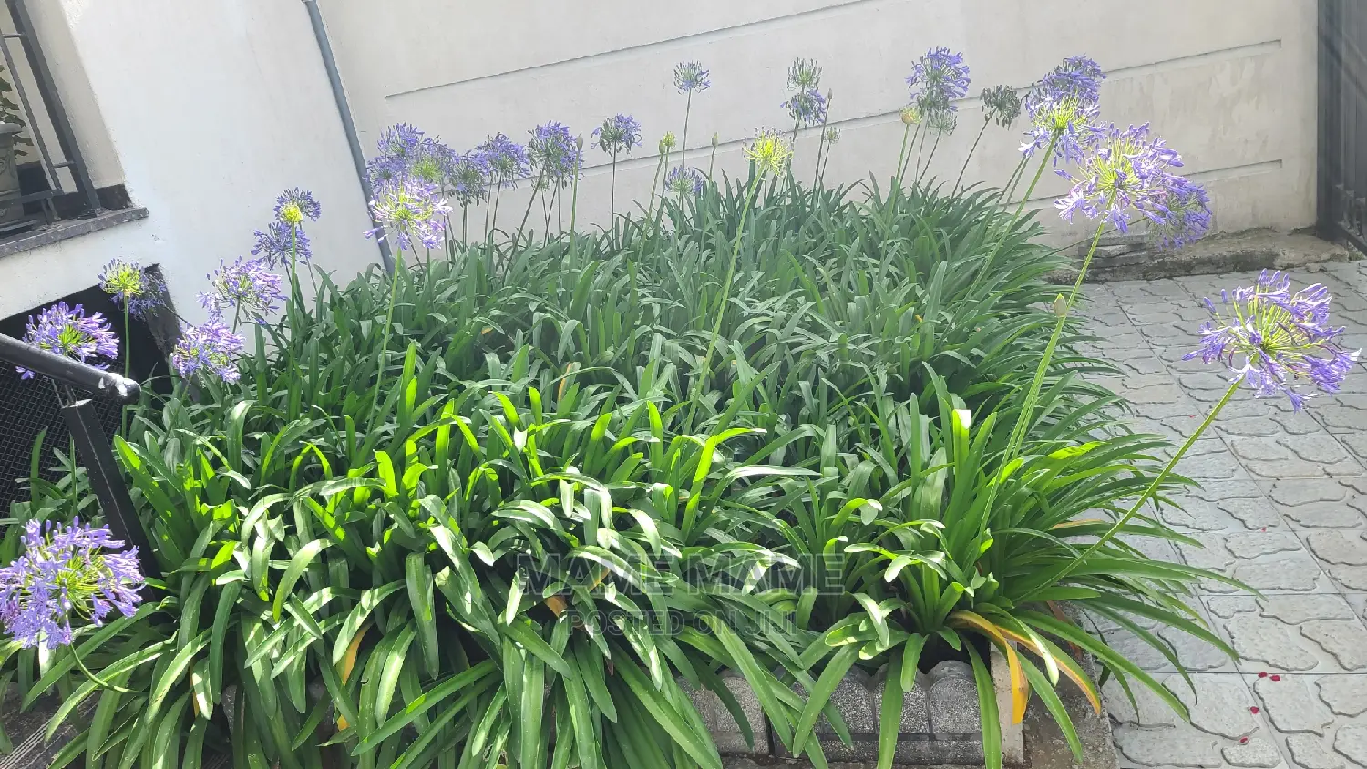 Furnished 1bdrm Apartment in Addis Abeba, Bole for Rent