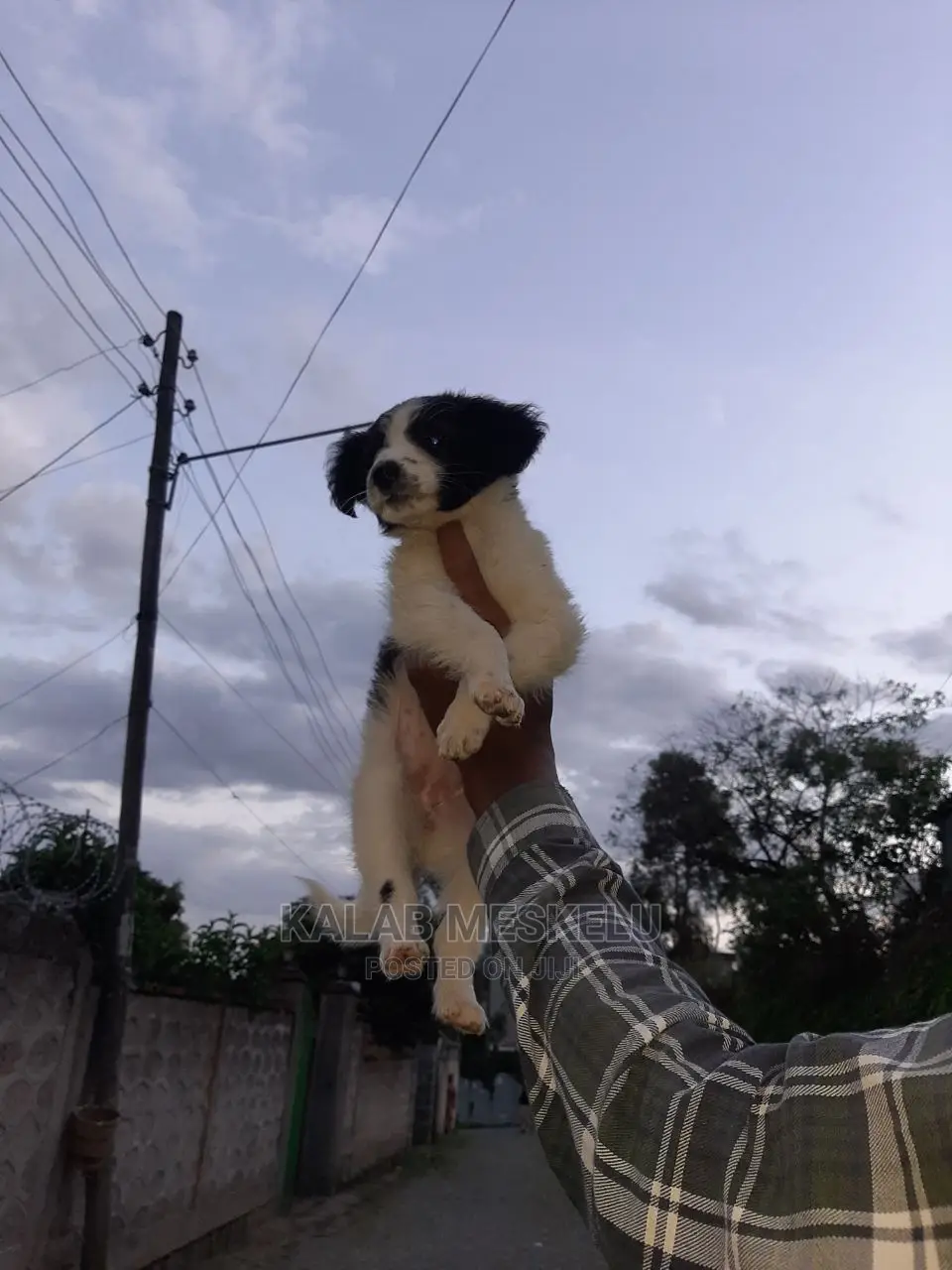 3-6 Months Female Mixed Breed Dog