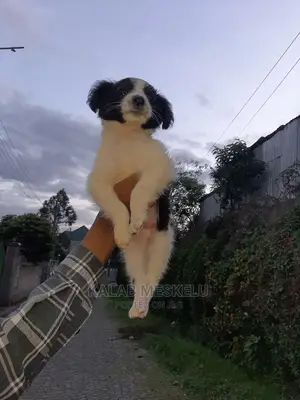 3-6 Months Female Mixed Breed Dog