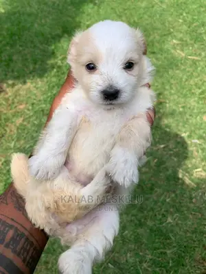 1-3 months Male Purebred Havanese