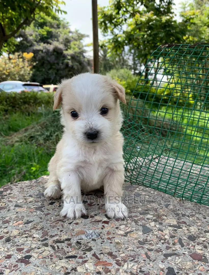 1-3 months Male Purebred Havanese