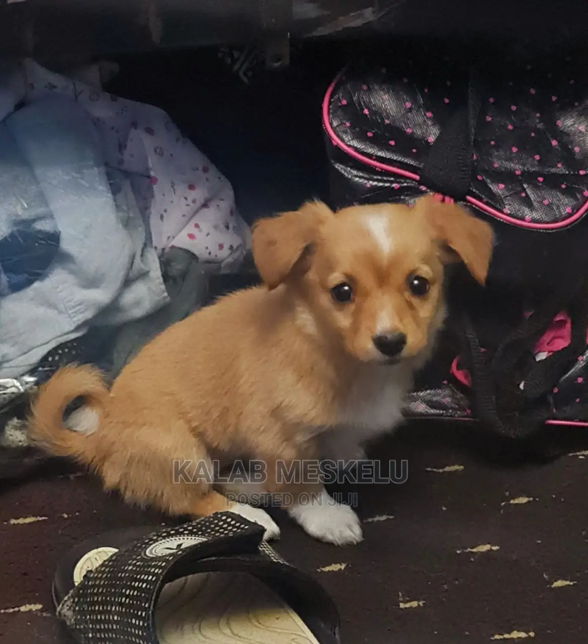 1-3 months Female Purebred Dog