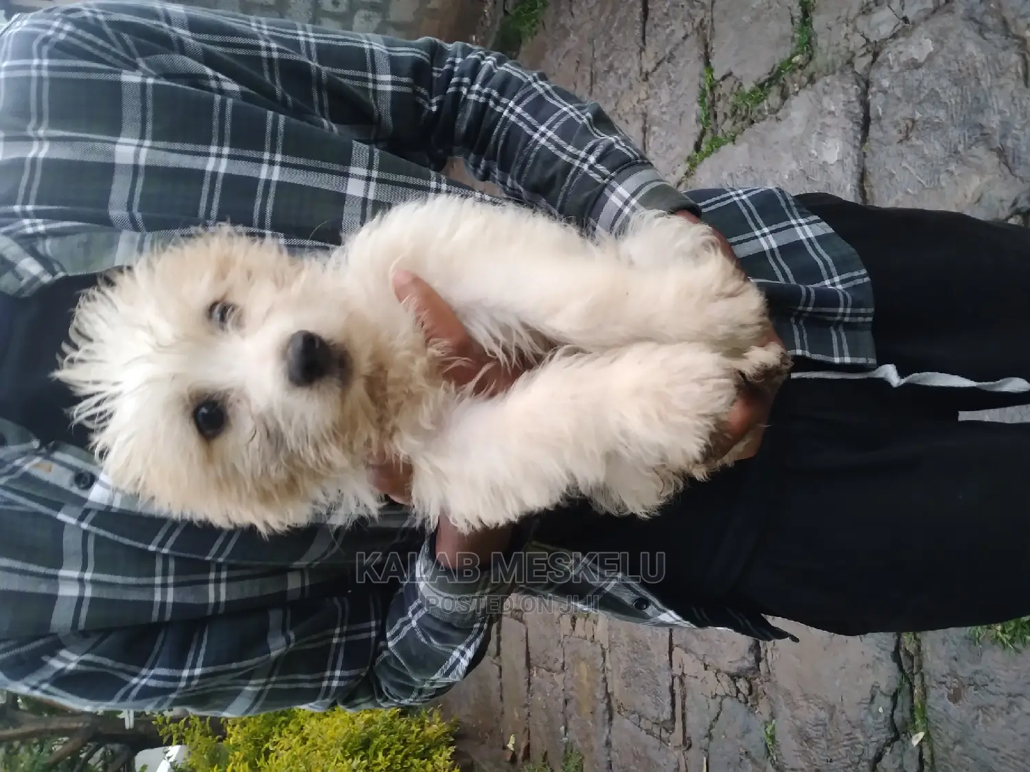 1-3 months Female Purebred Dog