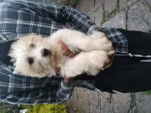 1-3 months Female Purebred Dog