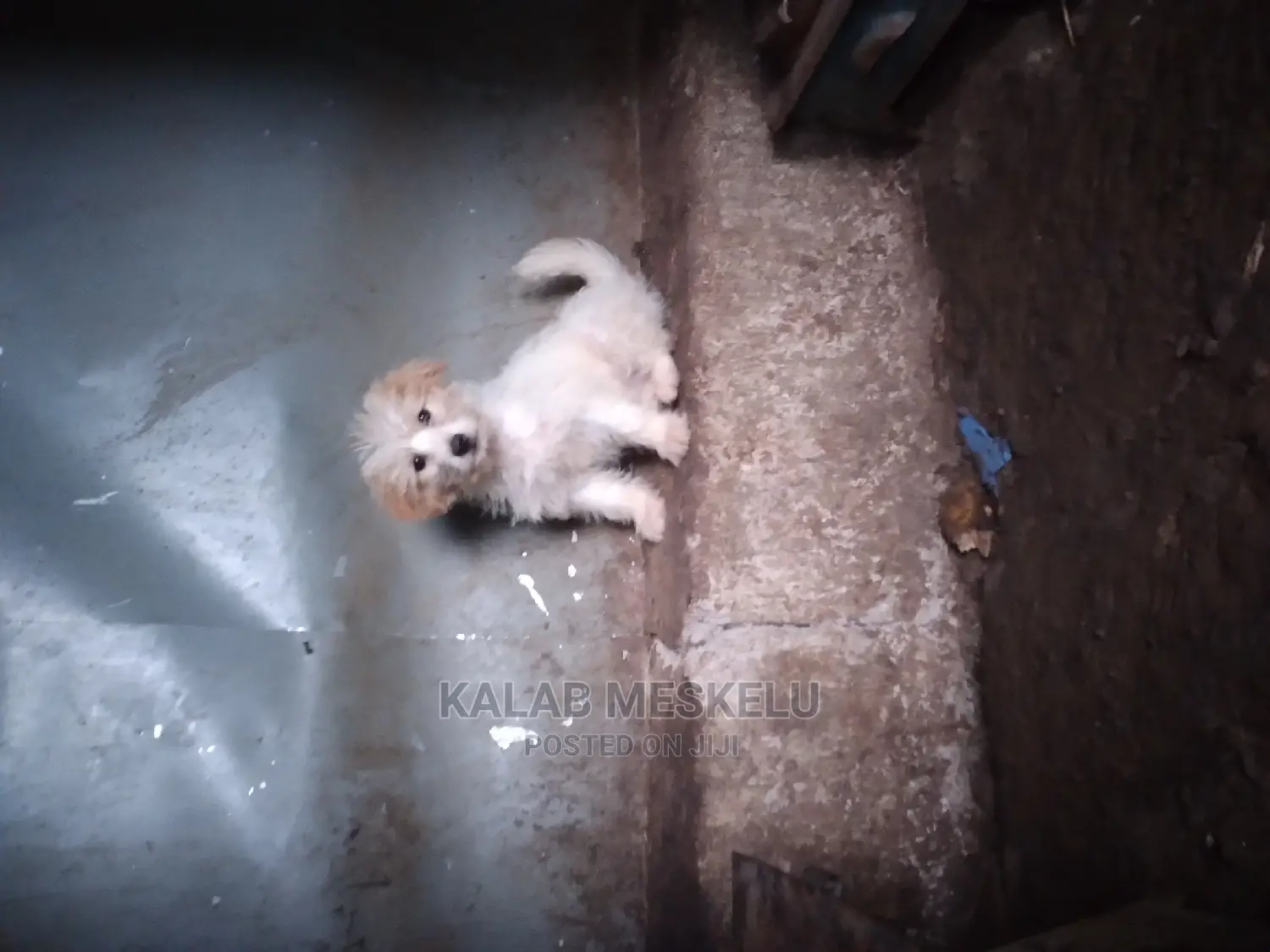 3-6 months Female Purebred Maltese