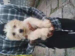 3-6 months Female Purebred Maltese