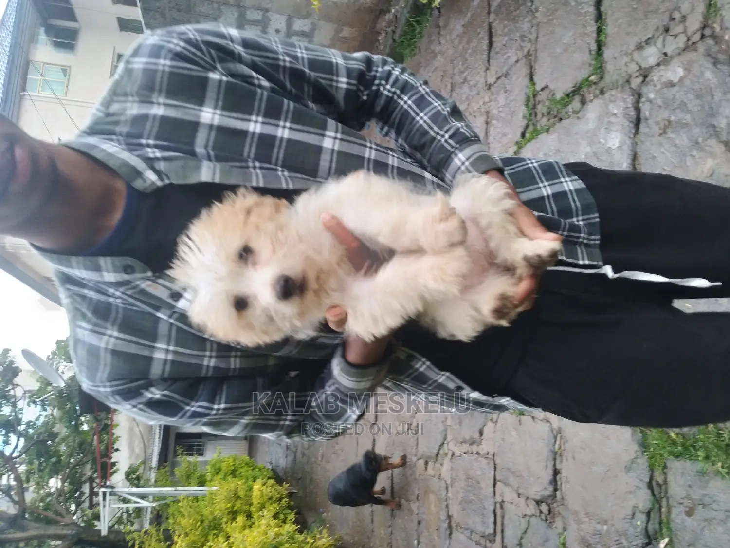 3-6 months Female Purebred Maltese