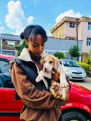 1-3 months Male Purebred Great Dane