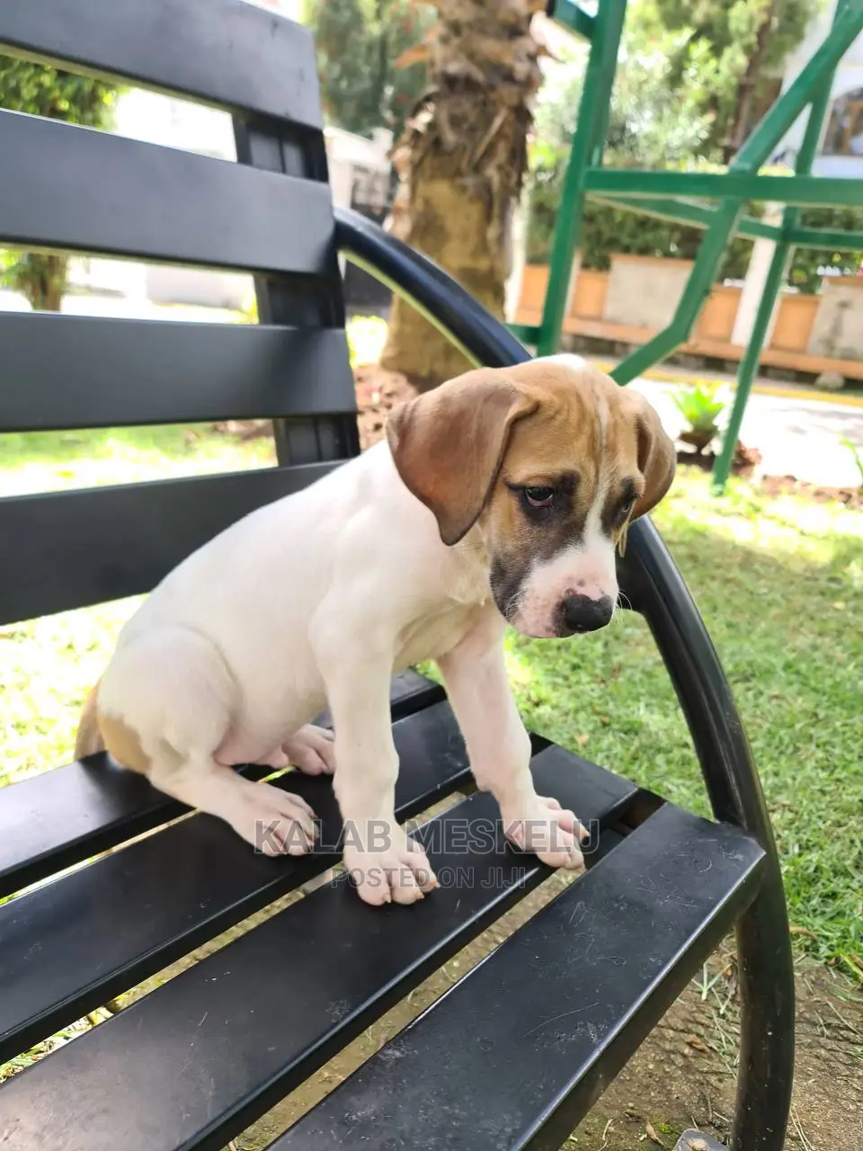 1-3 months Male Purebred Great Dane