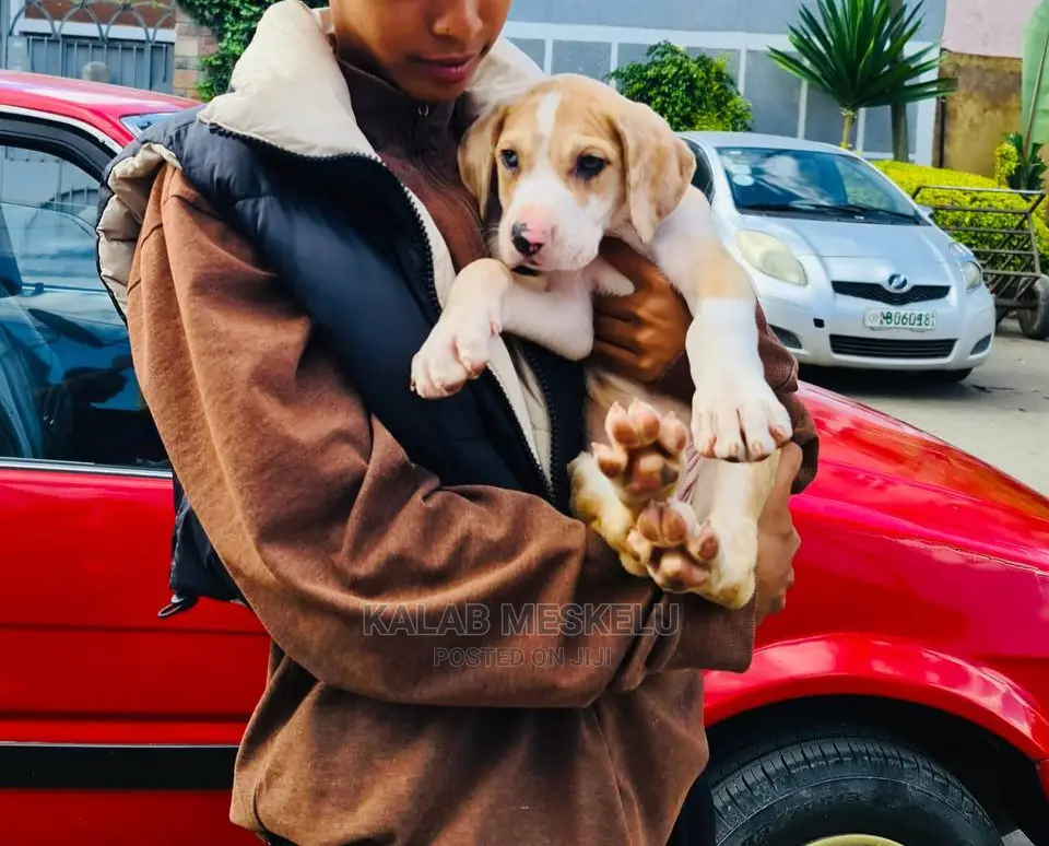 1-3 months Male Purebred Great Dane