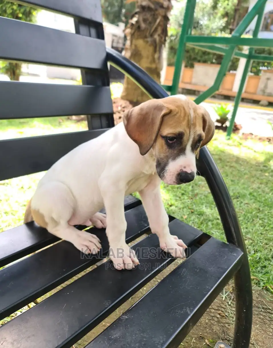 1-3 months Male Purebred Great Dane