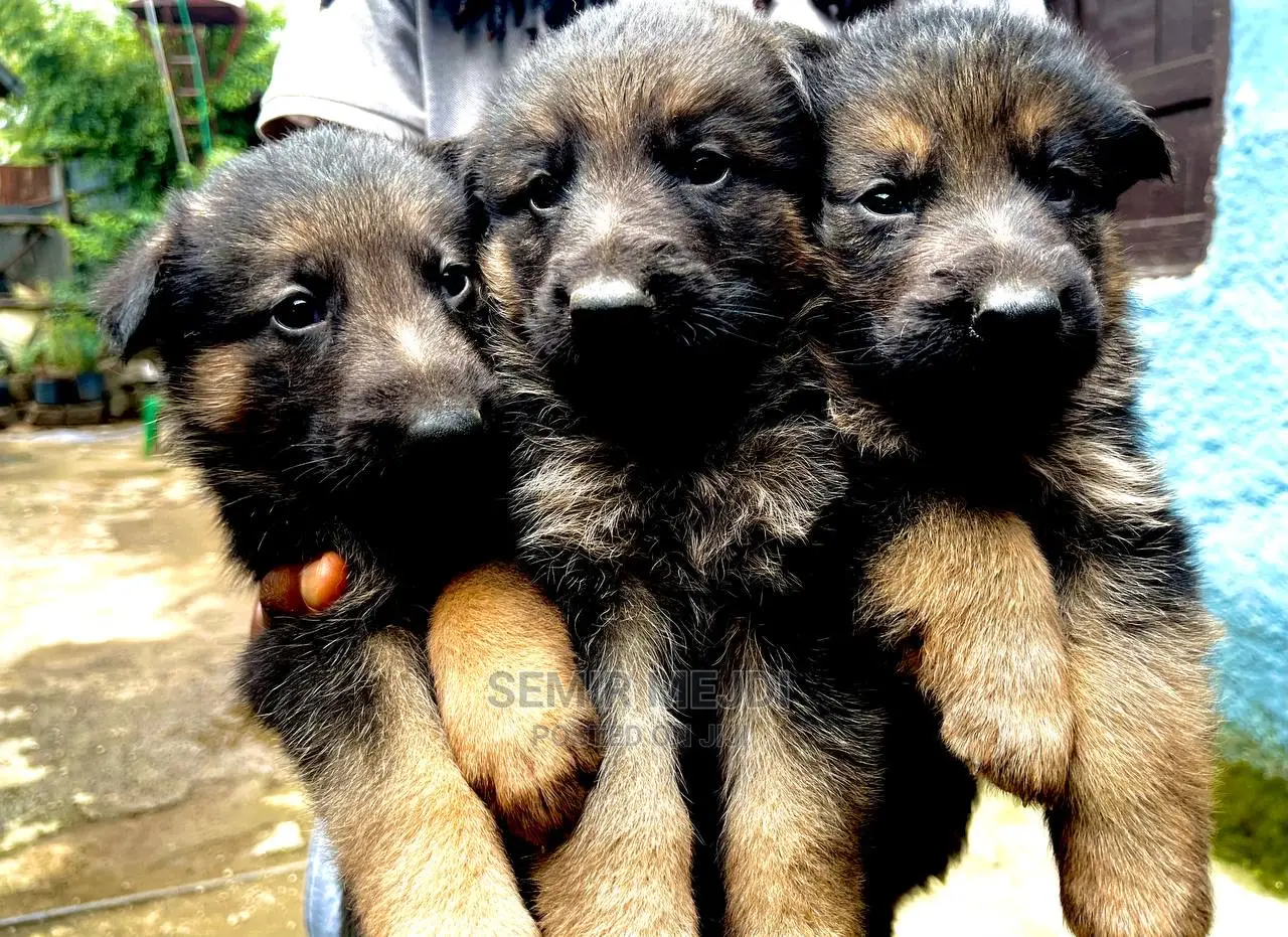1-3 months Male Purebred German Shepherd