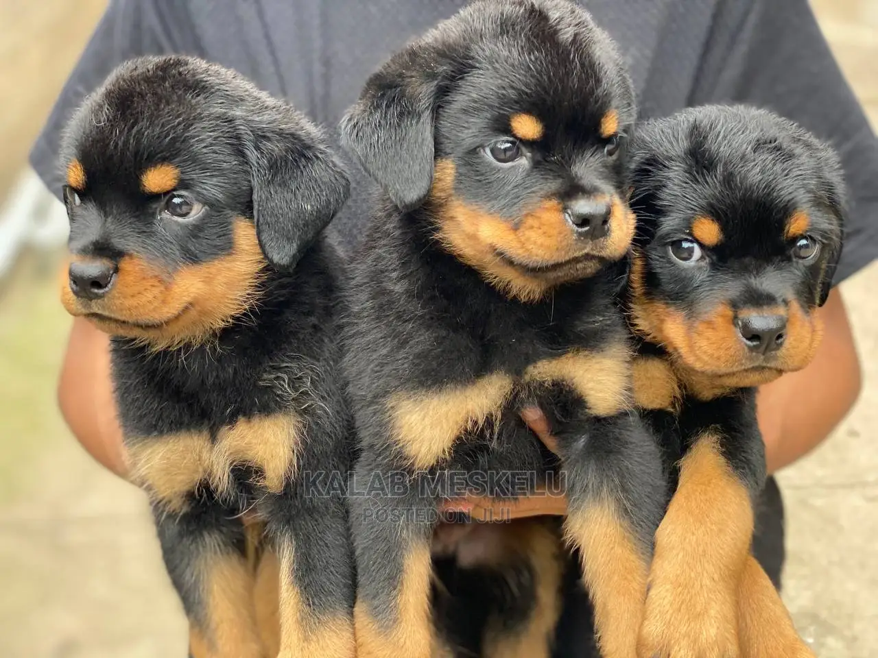 1-3 months Male Purebred Rottweiler