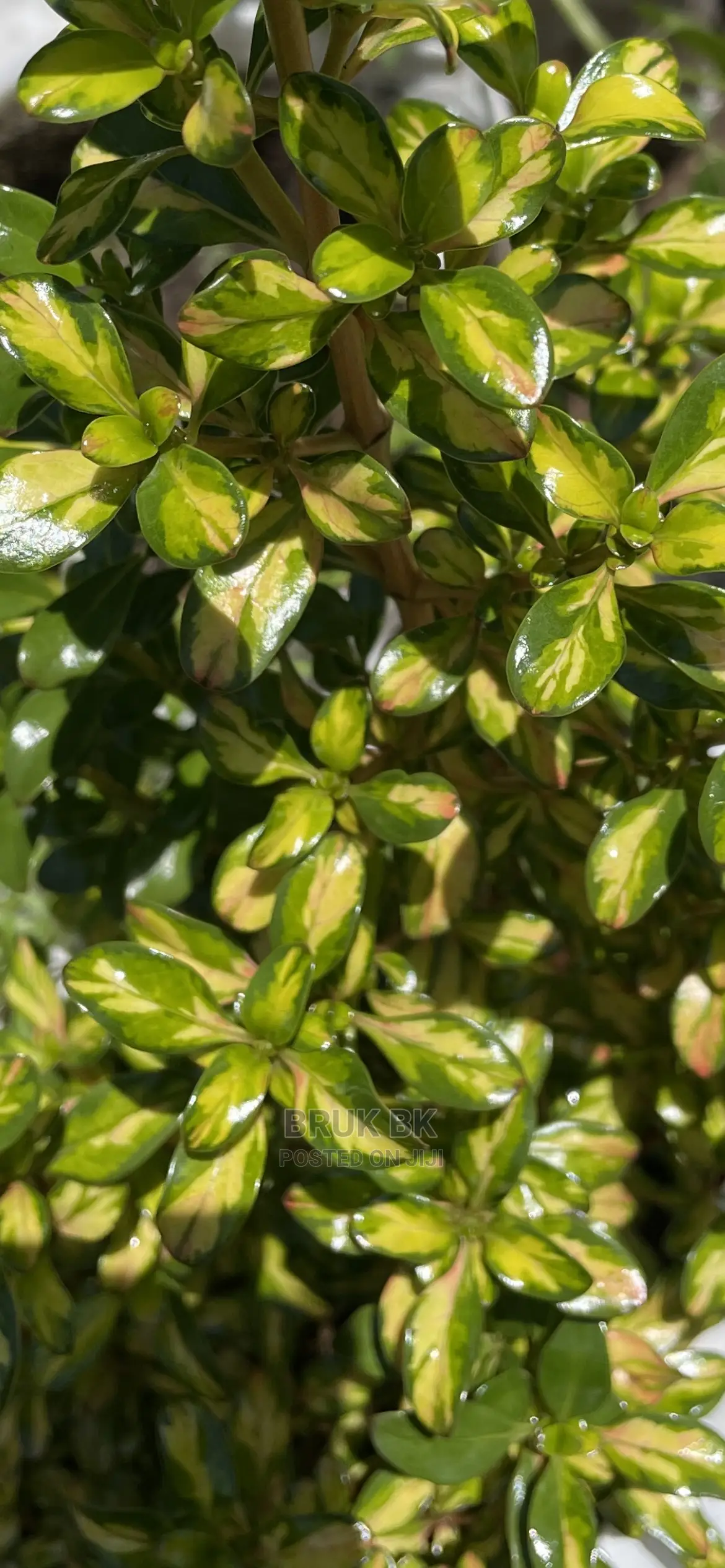 Different Varieties of Comprosma