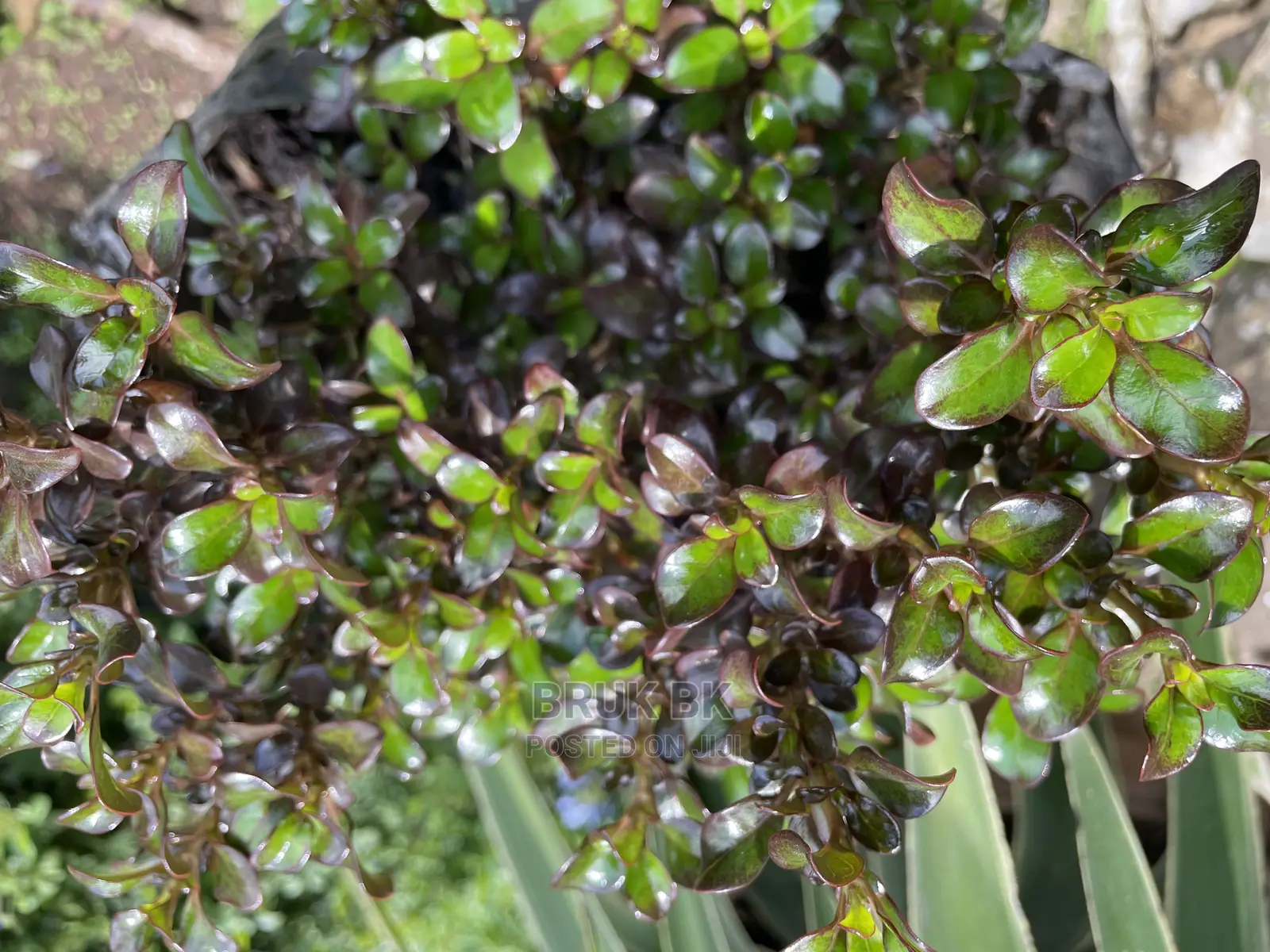 Different Varieties of Comprosma