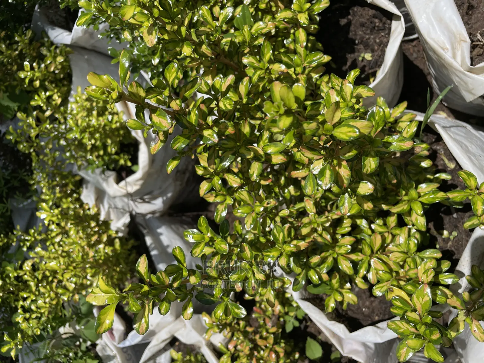 Different Varieties of Comprosma
