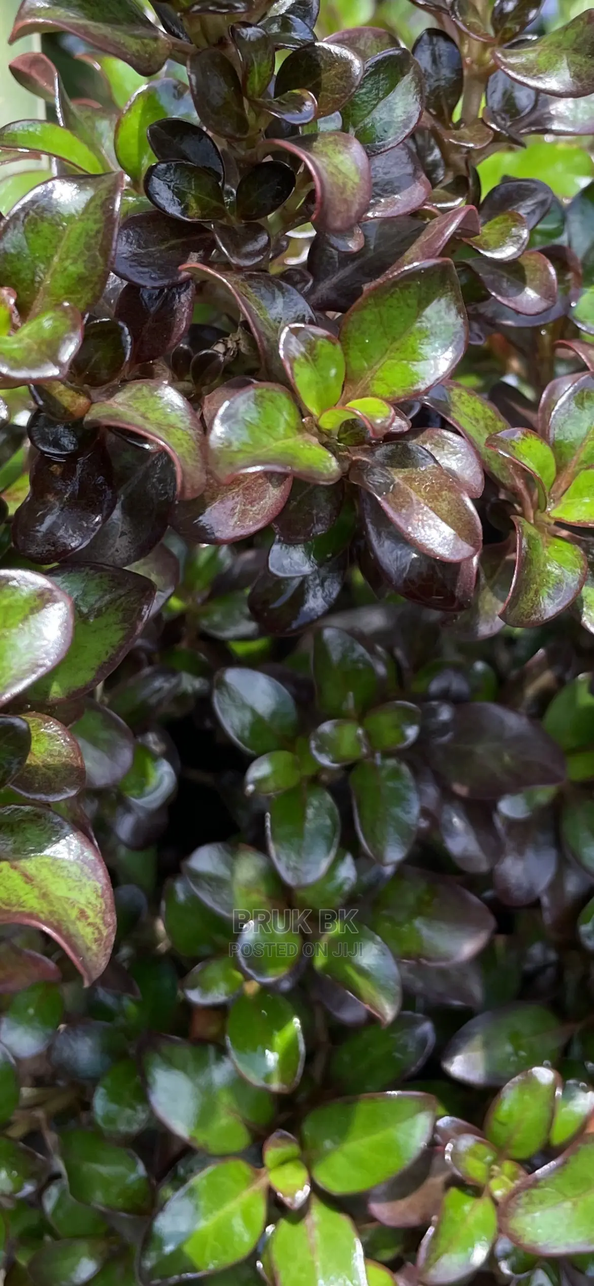 Different Varieties of Comprosma
