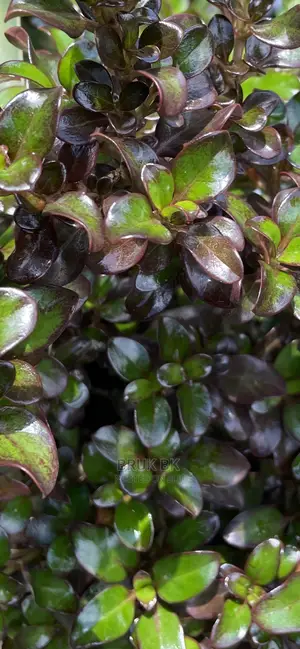 Different Varieties of Comprosma