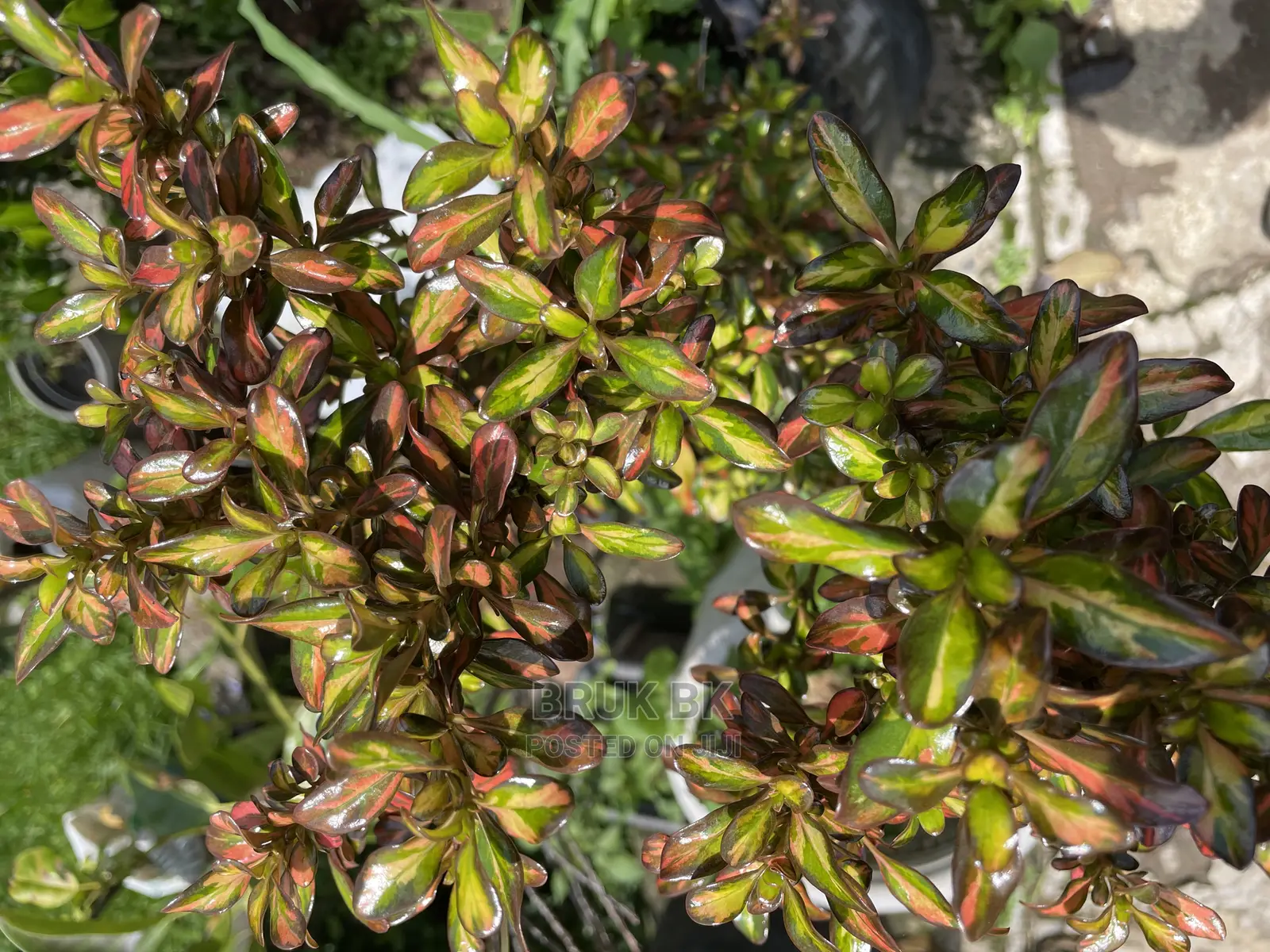 Different Varieties of Comprosma
